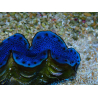 WYSIWYG Tridacna maxima Bénitiers F4 (6,5 cm)