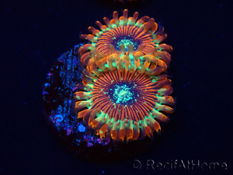 WYSIWYG - Zoanthus Happy People Eater 30A