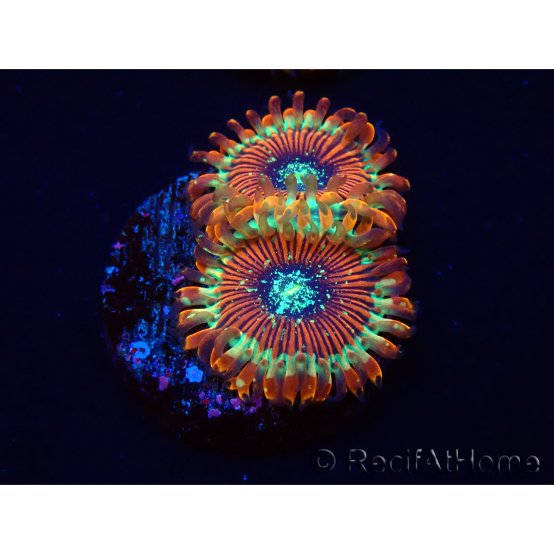 WYSIWYG - Zoanthus Happy People Eater 30A