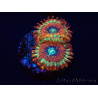 WYSIWYG - Zoanthus Happy People Eater 30A
