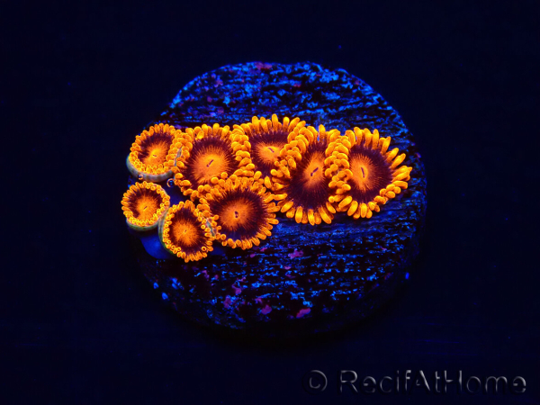 WYSIWYG - Zoanthus Bambam 30A
