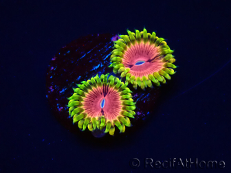 WYSIWYG - RAH Zoanthus Pink Diamond 2M1