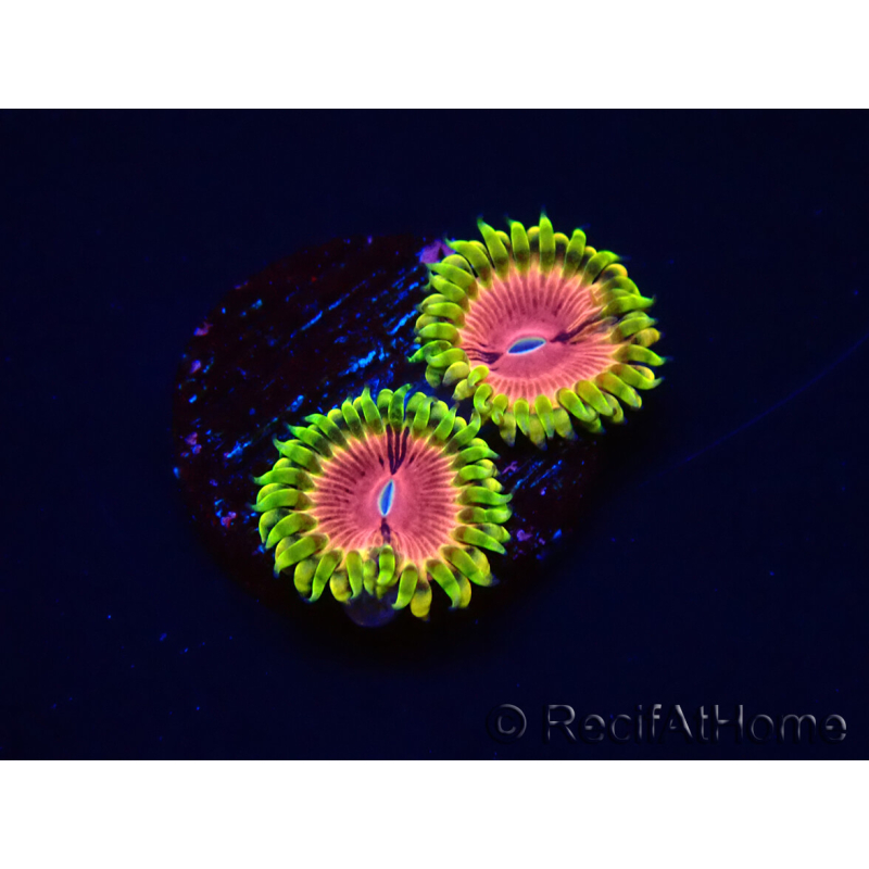 WYSIWYG - RAH Zoanthus Pink Diamond 2M1