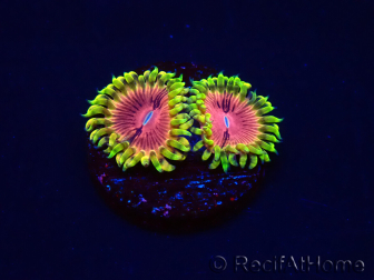 WYSIWYG - RAH Zoanthus Pink Diamond 30H5