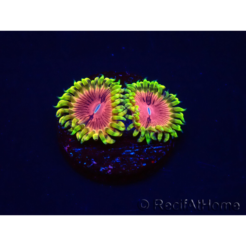 WYSIWYG - RAH Zoanthus Pink Diamond 2M1