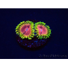 WYSIWYG - RAH Zoanthus Pink Diamond 2M1