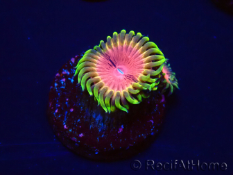 WYSIWYG - RAH Zoanthus Pink Diamond 2M1