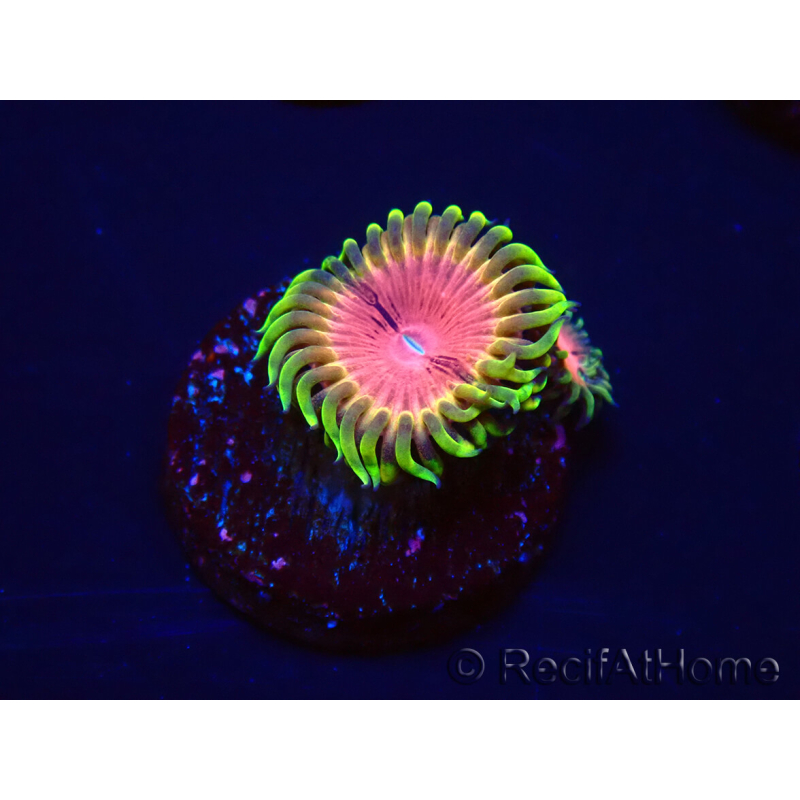 WYSIWYG - RAH Zoanthus Pink Diamond 30H6
