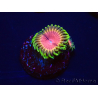 WYSIWYG - RAH Zoanthus Pink Diamond 30H6