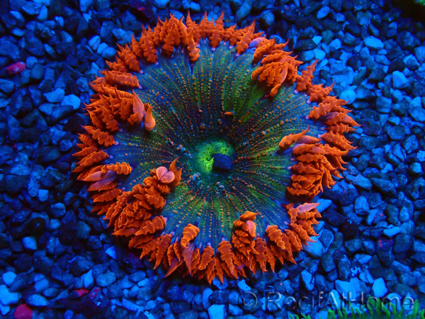 WYSIWYG Phymanthus crucifer (formerly known as Epicystis) 1
