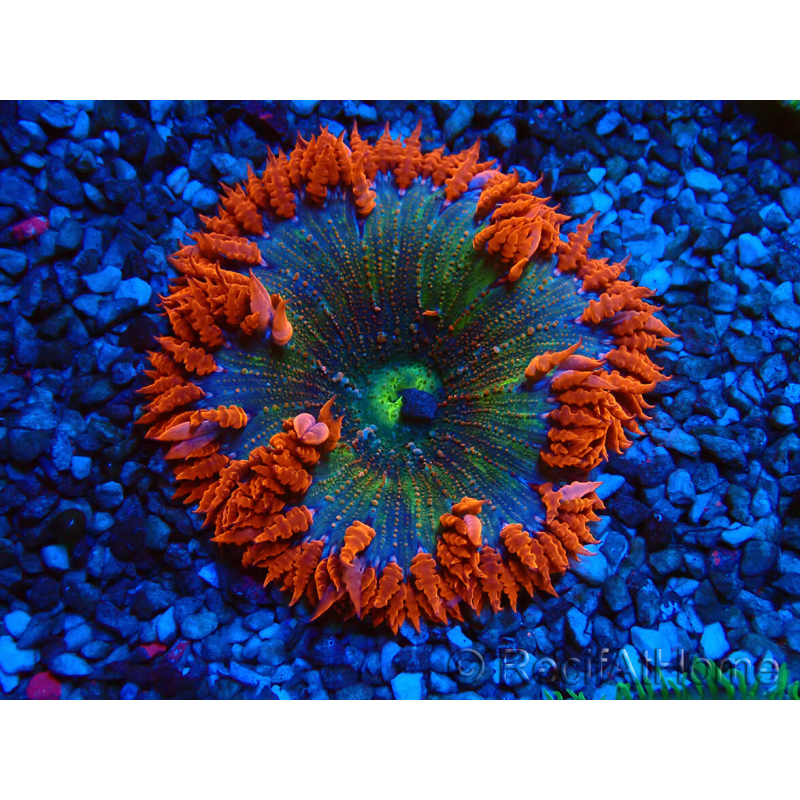WYSIWYG Phymanthus crucifer (formerly known as Epicystis) 1