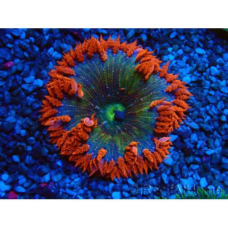 WYSIWYG Phymanthus crucifer (ehemals: Epicystis) 1