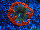 WYSIWYG Phymanthus crucifer (formerly known as Epicystis) 1