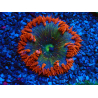 WYSIWYG Phymanthus crucifer (ex : Epicystis) 1