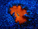 WYSIWYG Phymanthus crucifer (ex : Epicystis) 2