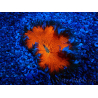 WYSIWYG Phymanthus crucifer (formerly: Epicystis) 2
