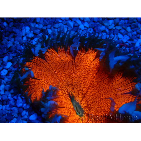 WYSIWYG Phymanthus crucifer (ehemals: Epicystis) 2