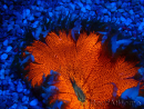 WYSIWYG Phymanthus crucifer (ex : Epicystis) 2