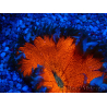 WYSIWYG Phymanthus crucifer (formerly: Epicystis) 2