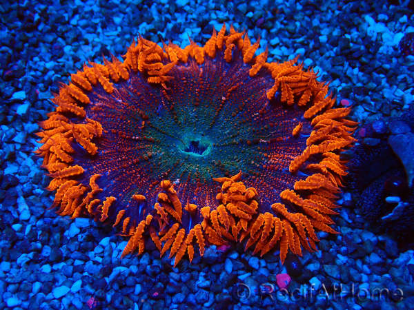 WYSIWYG Phymanthus crucifer (ex : Epicystis) 3
