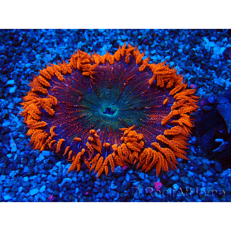 WYSIWYG Phymanthus crucifer (ehemals: Epicystis) 3