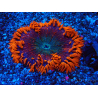 WYSIWYG Phymanthus crucifer (ex : Epicystis) 3