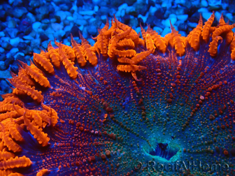 WYSIWYG Phymanthus crucifer (formerly: Epicystis) 3