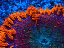 WYSIWYG Phymanthus crucifer (ej: Epicystis) 3