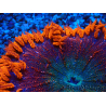 WYSIWYG Phymanthus crucifer (ej: Epicystis) 3