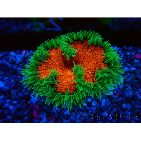 WYSIWYG Phymanthus crucifer (es: Epicystis) 4