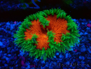 WYSIWYG Phymanthus crucifer (ex : Epicystis) 4