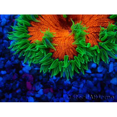 WYSIWYG Phymanthus crucifer (ex : Epicystis) 4