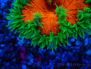 WYSIWYG Phymanthus crucifer (es: Epicystis) 4