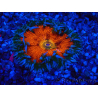 WYSIWYG Phymanthus crucifer (ex: Epicystis) 5