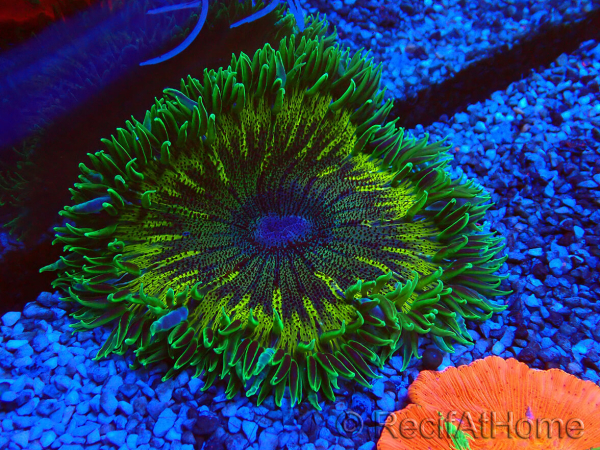 WYSIWYG Phymanthus crucifer (ehemals: Epicystis) 6