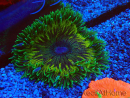 WYSIWYG Phymanthus crucifer (ex : Epicystis) 6