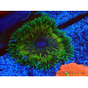 WYSIWYG Phymanthus crucifer (ehemals: Epicystis) 6