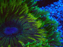 WYSIWYG Phymanthus crucifer (ex : Epicystis) 6