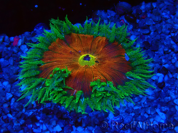 WYSIWYG Phymanthus crucifer (ex: Epicystis) 7