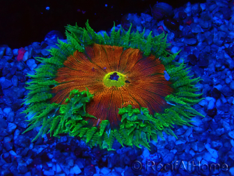 WYSIWYG Phymanthus crucifer (ex: Epicystis) 7
