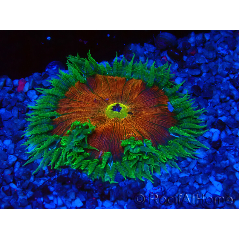 WYSIWYG Phymanthus crucifer (ex: Epicystis) 7
