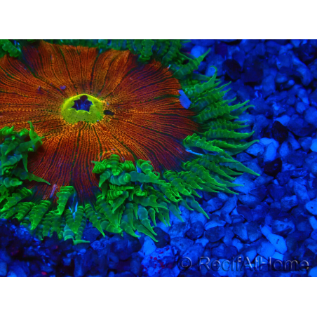 WYSIWYG Phymanthus crucifer (ehemals: Epicystis) 7