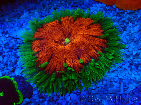 WYSIWYG Phymanthus crucifer (ex : Epicystis) 8