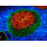 WYSIWYG Phymanthus crucifer (ej.: Epicystis) 8