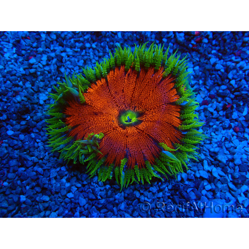 WYSIWYG Phymanthus crucifer (ej.: Epicystis) 9