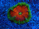 WYSIWYG Phymanthus crucifer (ex : Epicystis) 9