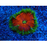 WYSIWYG Phymanthus crucifer (ex: Epicystis) 9