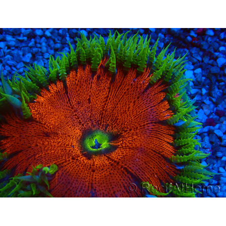 WYSIWYG Phymanthus crucifer (ex: Epicystis) 9