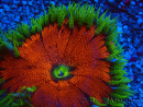 WYSIWYG Phymanthus crucifer (ex : Epicystis) 9