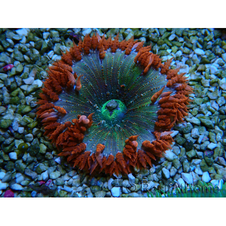 WYSIWYG Phymanthus crucifer (ehemals: Epicystis) 1